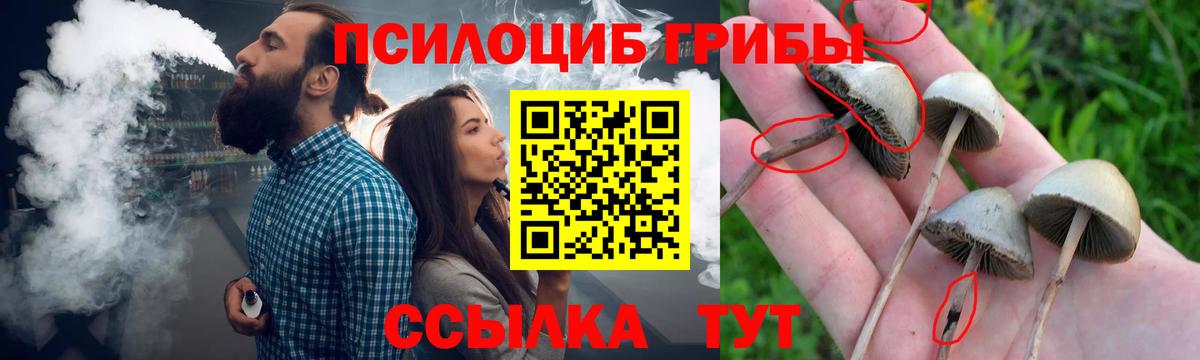 Псилоцибиновые грибы Cubensis Краснодар